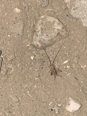 Acheta domesticus