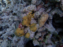 Gardineroseris planulata