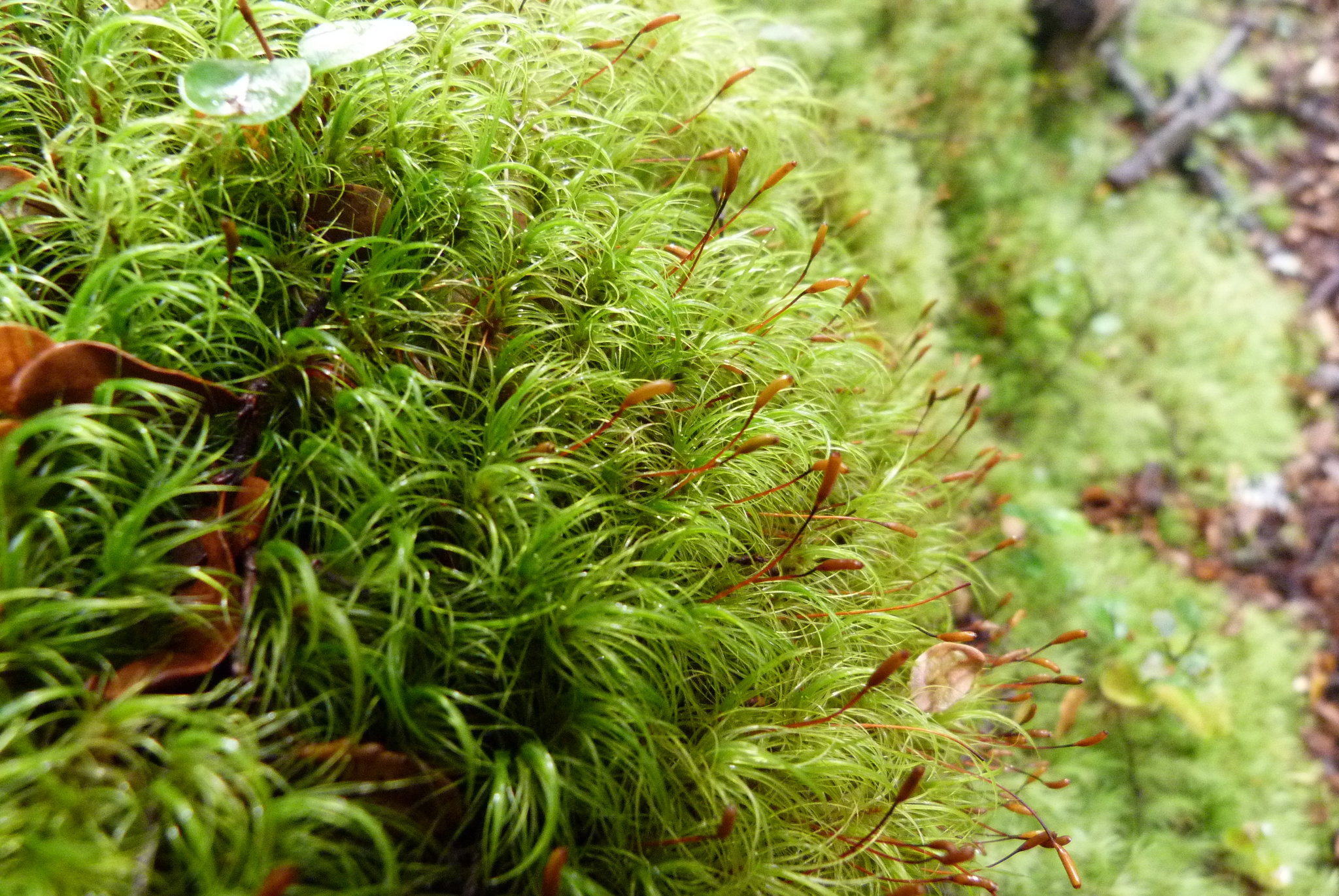Dicranoloma