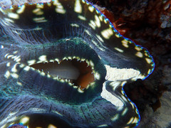 Tridacna derasa