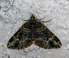 Apithecia viridata