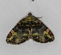 Xanthorhoe griseiviridis