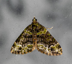 Apithecia viridata