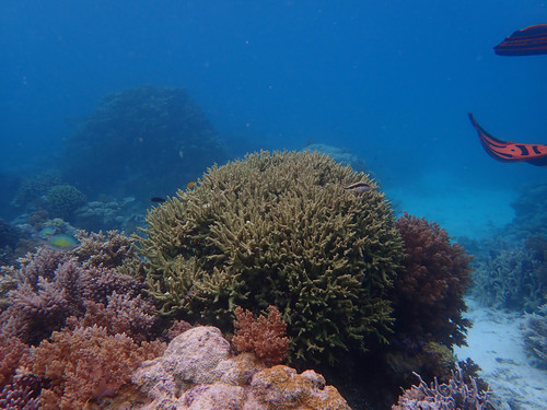 Labrichthys unilineatus
