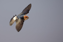 Fairy Martin photo 4
