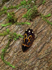 Trichoscarta chersonesia