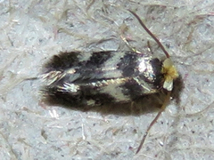 Etainia sericopeza