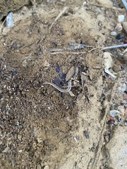 Arthrorhabdus pygmaeus