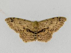 Idaea semilinea