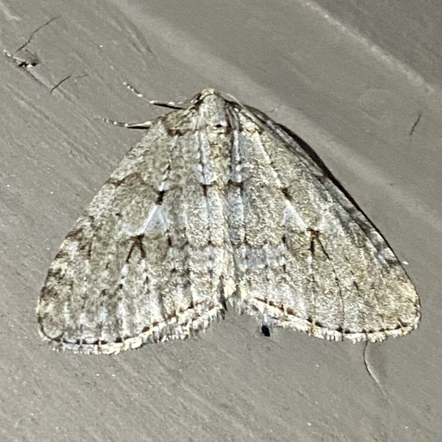 Autumnal Moth photo 5