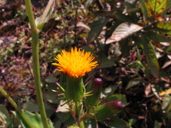 Gynura
