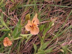 Murdannia lanuginosa