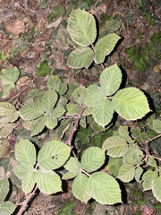 Rubus bifrons