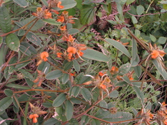 Tephrosia tinctoria