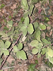 Rubus bifrons