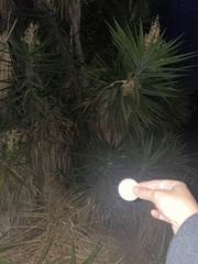 Yucca gigantea