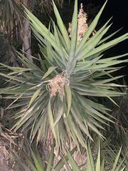 Yucca gigantea