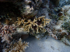 Porites nigrescens