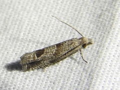 Pelochrista costastriata