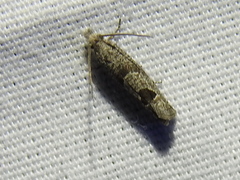 Pelochrista costastriata