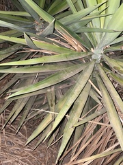 Yucca gigantea