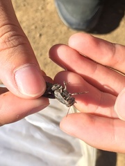 Oedaleonotus phryneicus