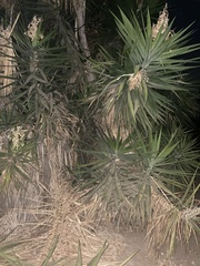 Yucca gigantea