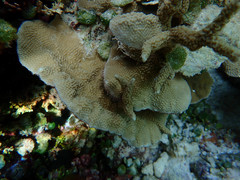 Porites nigrescens