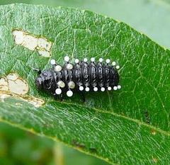 Chrysomela aeneicollis