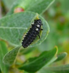 Chrysomela aeneicollis