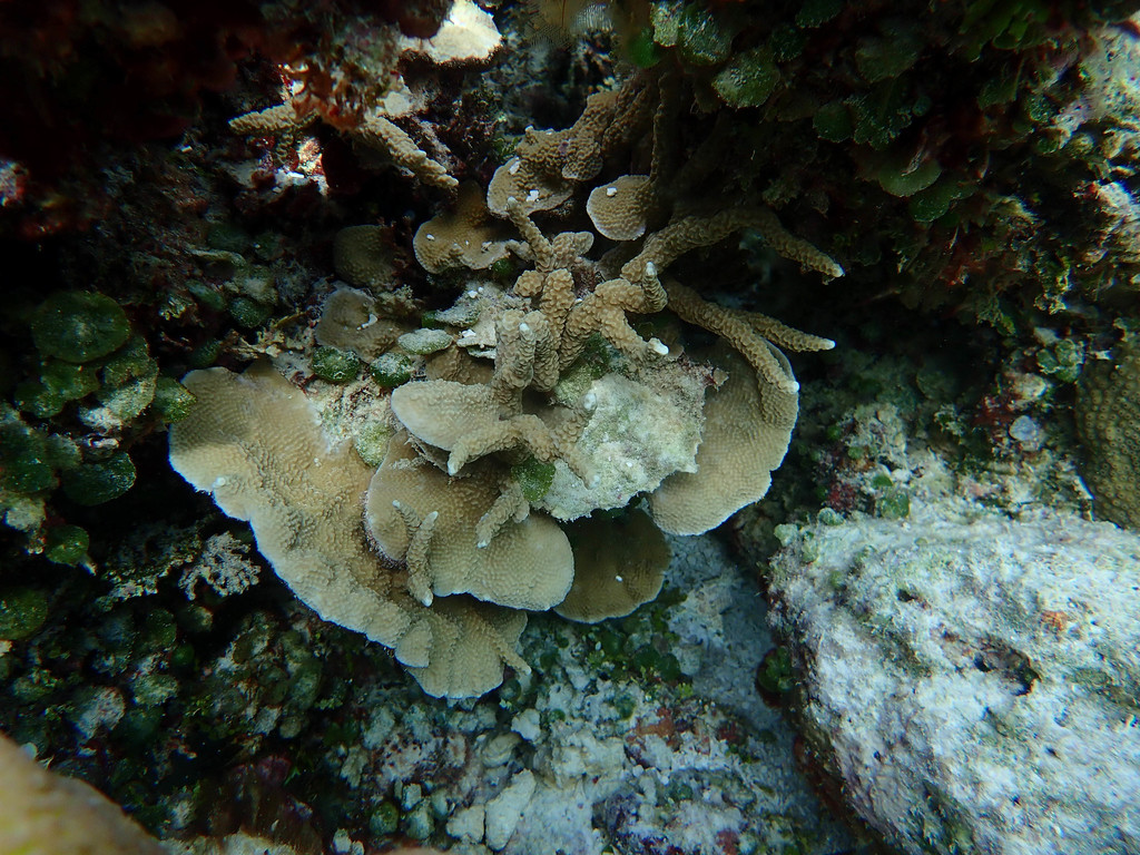 Hump coral