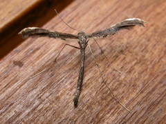 Tetraschalis arachnodes