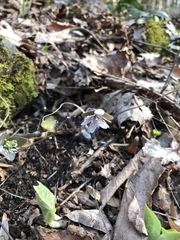 Hepatica americana