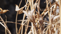 Astragalus pachypus jaegeri