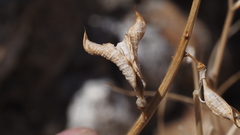 Astragalus pachypus jaegeri