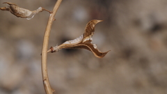 Astragalus pachypus jaegeri