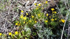 Ranunculus occidentalis occidentalis