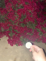 Bougainvillea