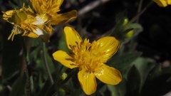Ranunculus occidentalis occidentalis