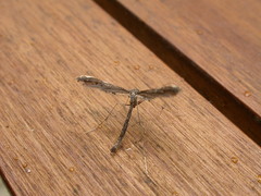 Tetraschalis arachnodes