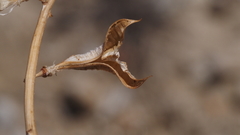 Astragalus pachypus jaegeri