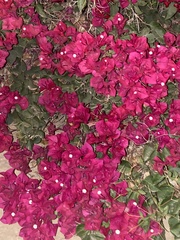 Bougainvillea