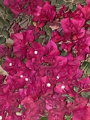 Bougainvillea