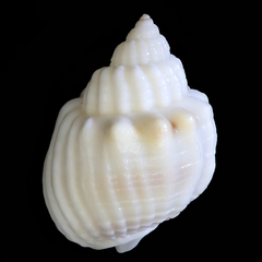 Nassarius arcularia