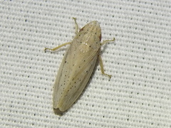 Prairiana