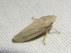 Prairiana