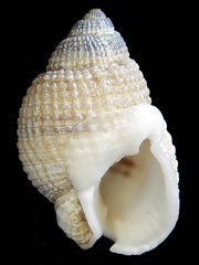 Nassarius albescens image