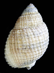 Nassarius albescens