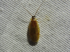 Compsodes schwarzi