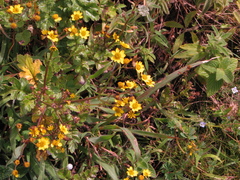 Gynura